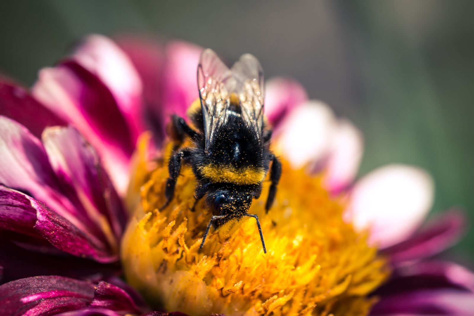 Canon EOS 70D sample photo. Dahlia hortensis, hummel, blossom photography