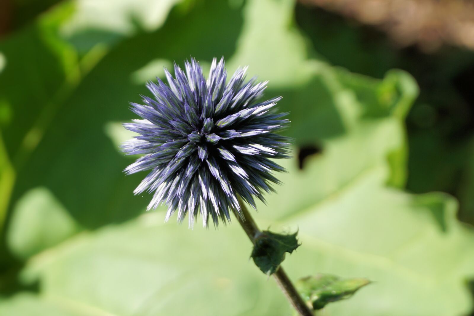 Sony a6000 sample photo. Thistle, flower, blossom photography