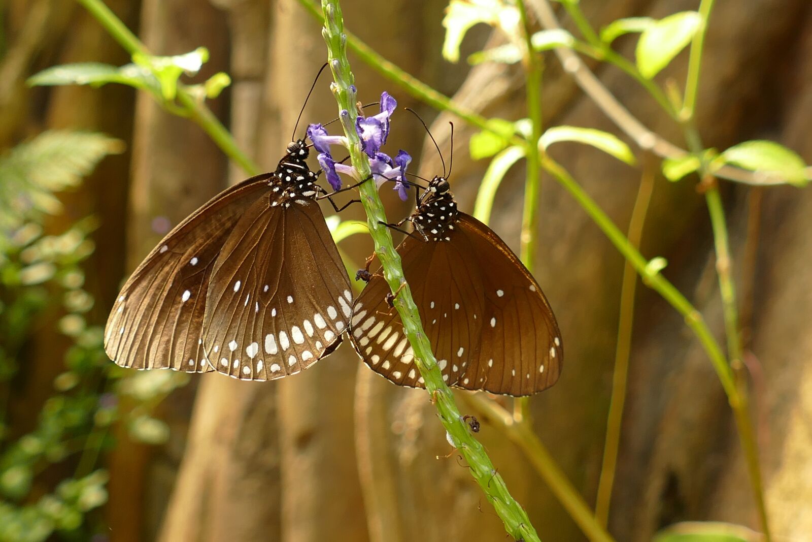 Panasonic Lumix DMC-FZ1000 sample photo. Butterfly, fauna, nature photography