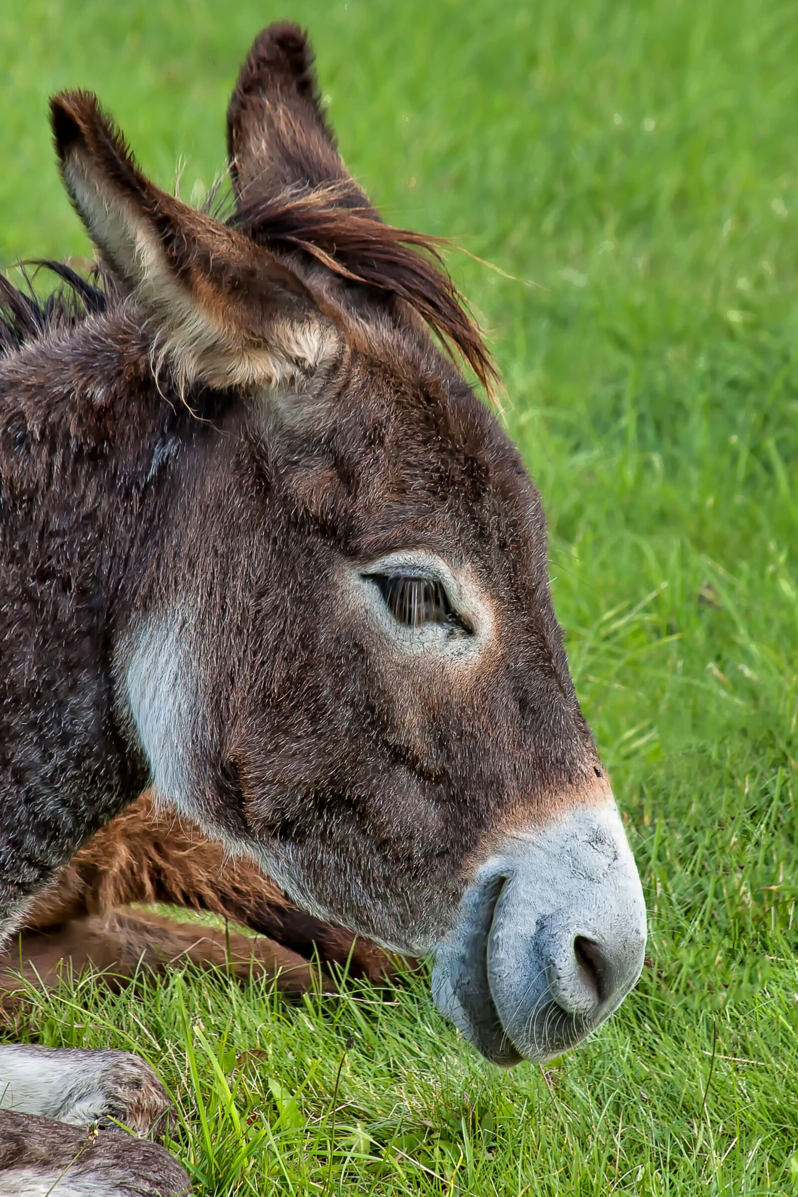 Canon EOS 50D + Canon EF 28-135mm F3.5-5.6 IS USM sample photo. Donkey, mule, animal photography