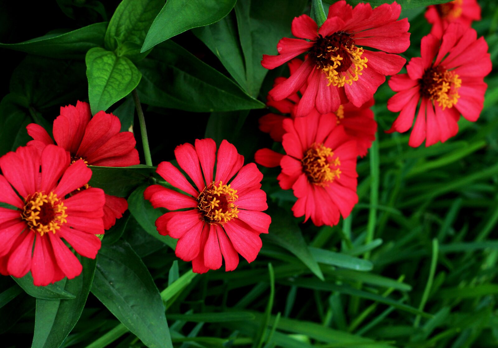Canon EOS 600D (Rebel EOS T3i / EOS Kiss X5) + Canon EF 50mm F1.8 STM sample photo. Flowers, flower, fuchsia photography