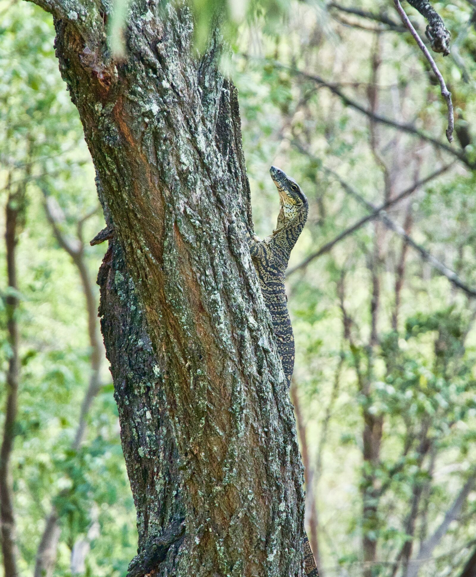 Sony a6500 sample photo. Goanna, climbing, tree photography