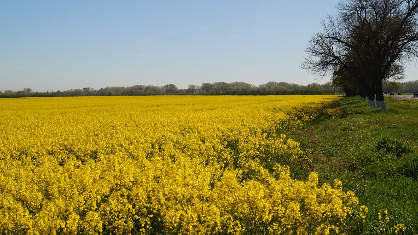 Sony SLT-A37 sample photo. Krasnodarskiy kray, field, spring photography