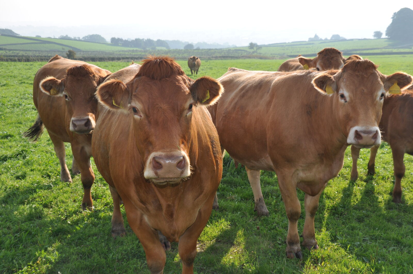 Nikon D90 sample photo. Cows, farm photography