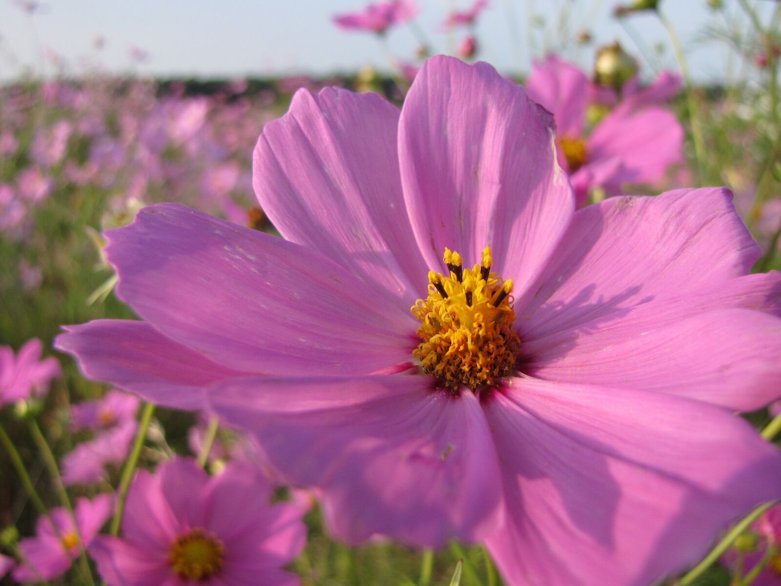 Canon PowerShot SX10 IS sample photo. Flower, pink, bright photography