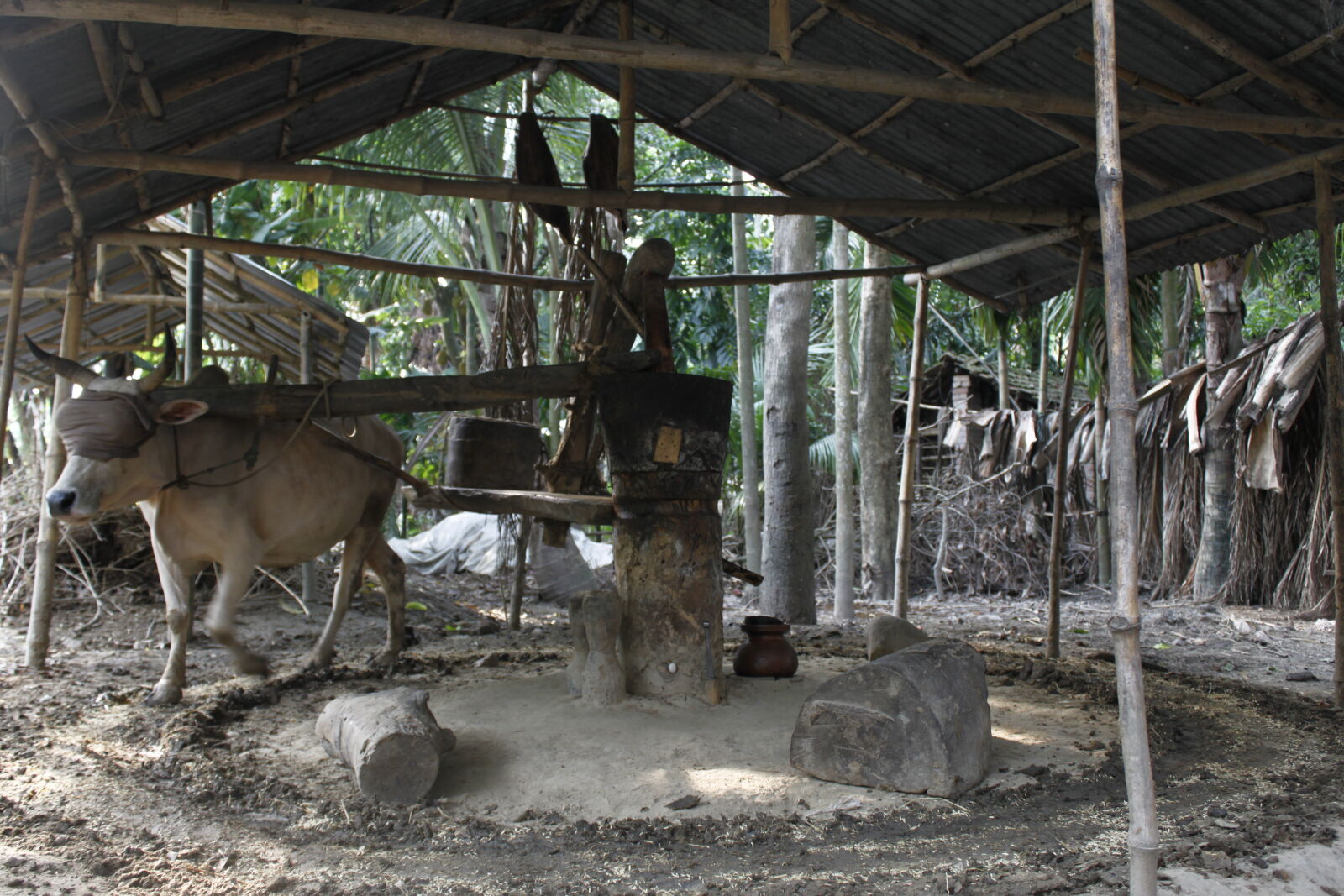 Canon EOS 500D (EOS Rebel T1i / EOS Kiss X3) sample photo. Bangladesh, canal, cow, gani photography