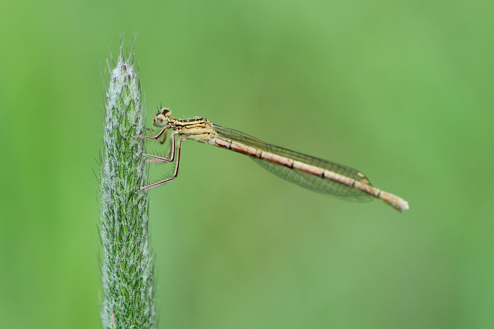 Tamron SP 90mm F2.8 Di VC USD 1:1 Macro sample photo. Dragonfly, close up, macro photography
