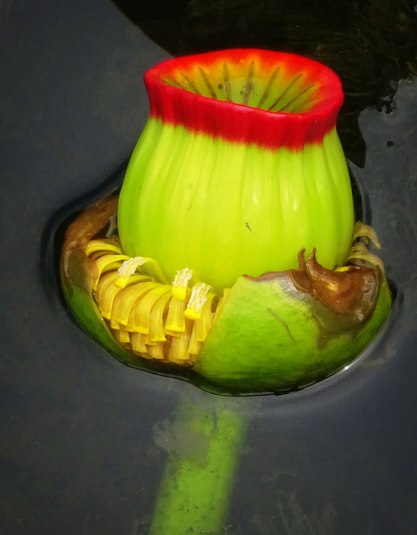 Sony Cyber-shot DSC-WX350 sample photo. Flower, water flower, red photography