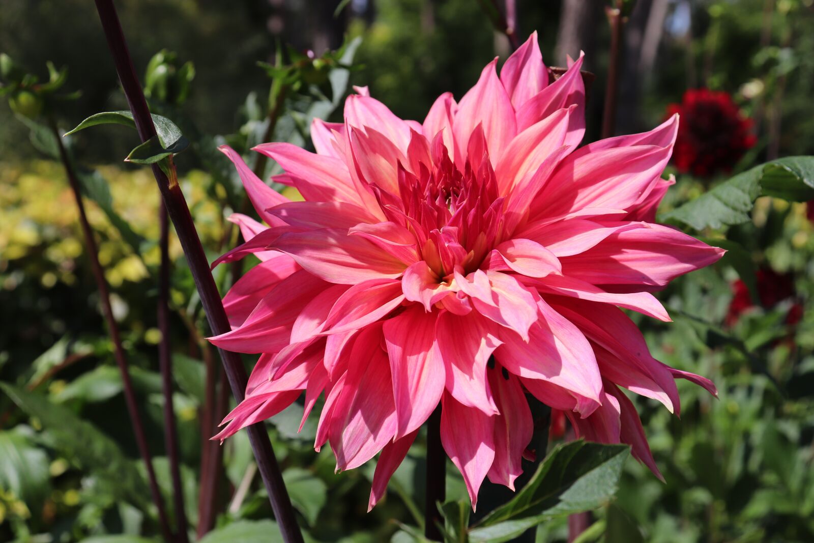 Canon EOS 800D (EOS Rebel T7i / EOS Kiss X9i) sample photo. Dahlias, color pink, flowers photography