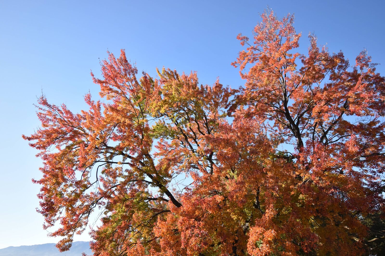Nikon D3500 sample photo. Autumn, leaves, forest photography