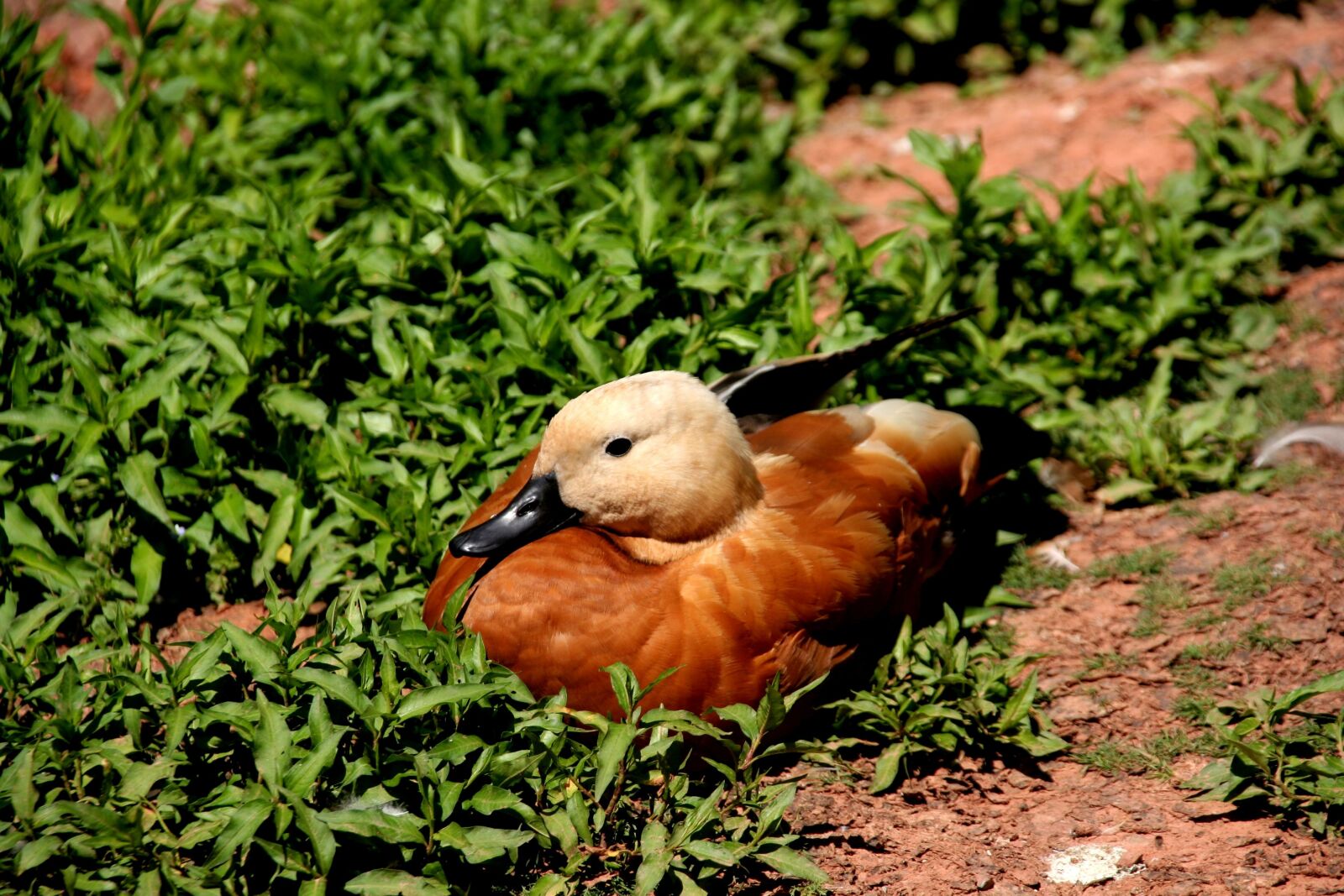 Canon EOS 350D (EOS Digital Rebel XT / EOS Kiss Digital N) sample photo. Duck, bird, animal photography