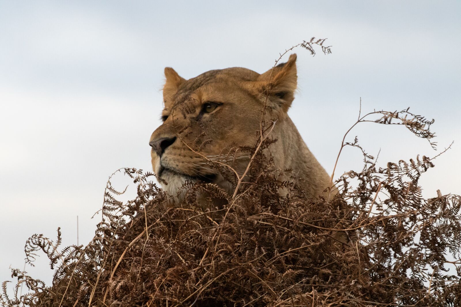 Canon EOS 7D Mark II sample photo. Lioness, mother, hunter photography