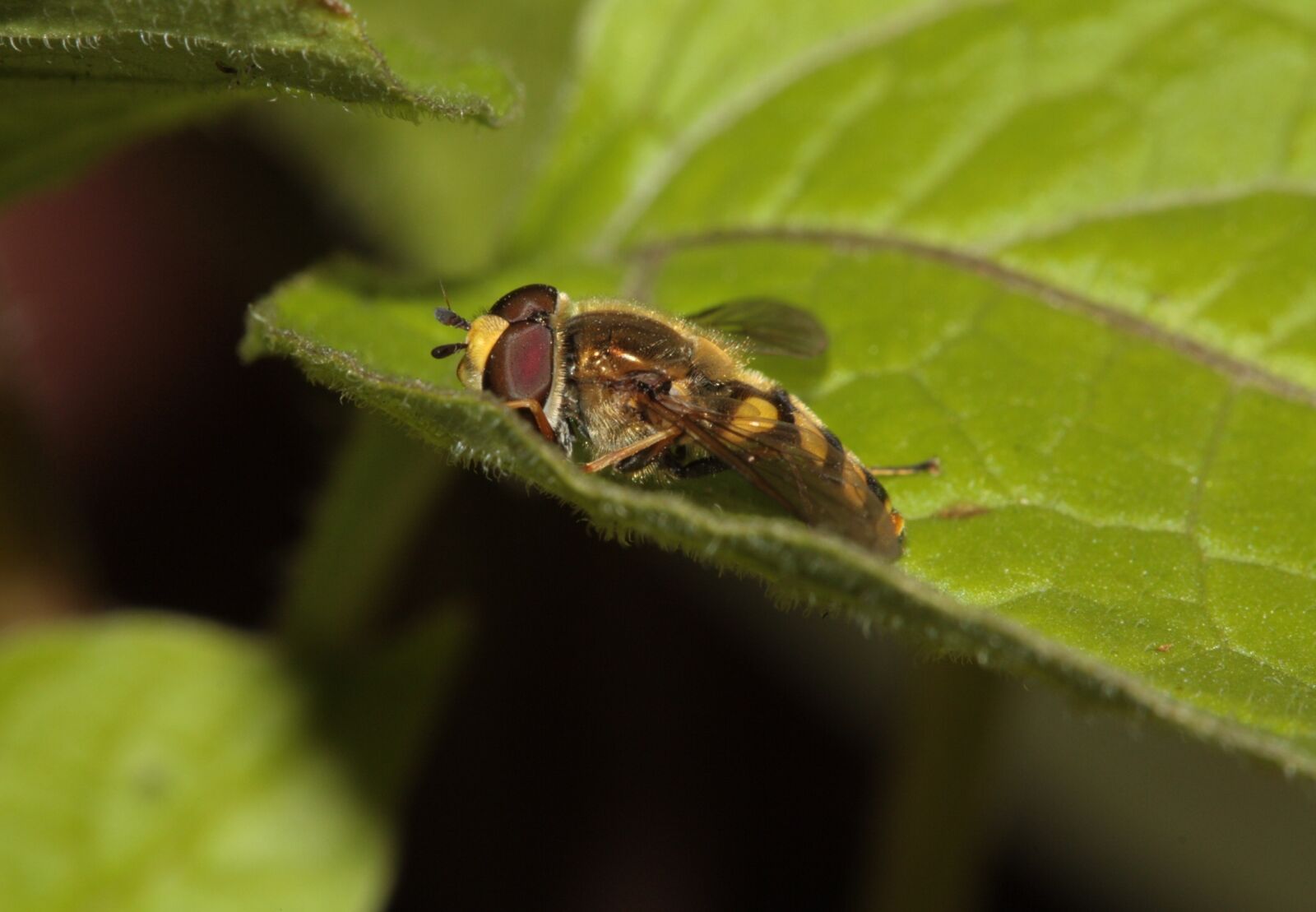 Canon EOS 450D (EOS Rebel XSi / EOS Kiss X2) sample photo. Hoverfly, insect, wing photography