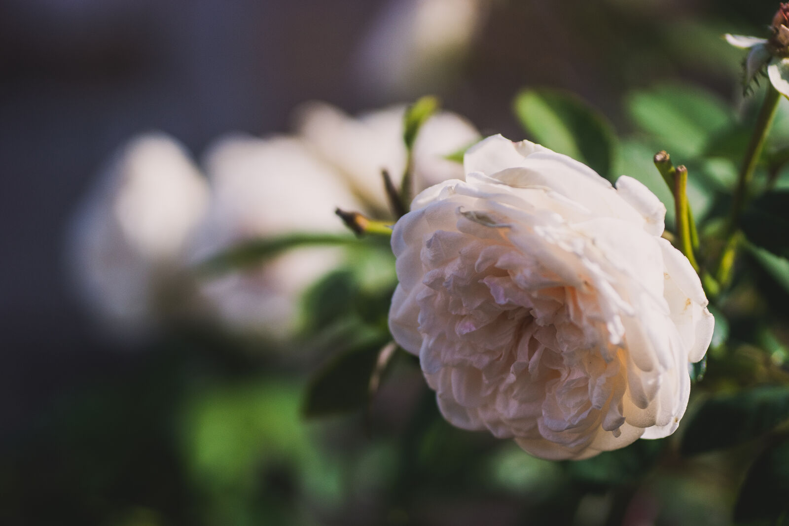 Sony SLT-A65 (SLT-A65V) sample photo
