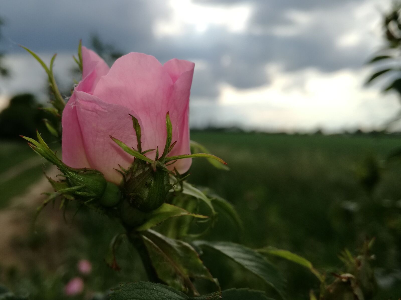 HUAWEI P9 LITE sample photo. Nature, rose, flower photography