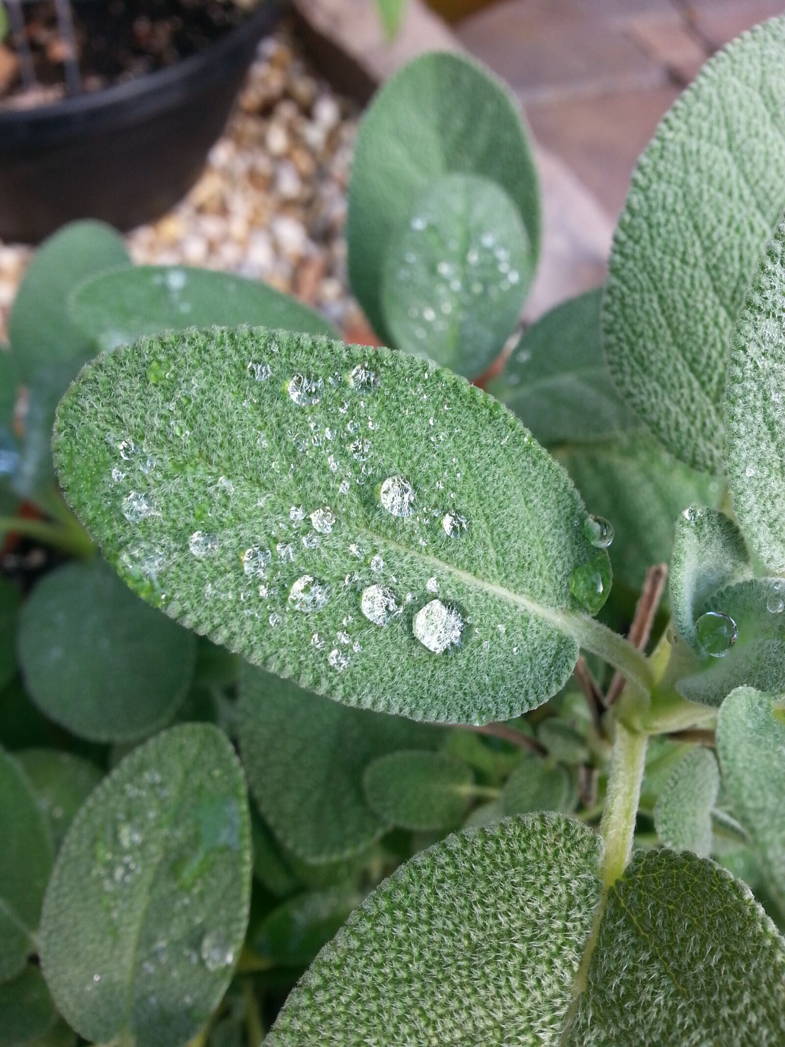 Samsung Galaxy Note2 sample photo. Herbs, water droplets, water photography