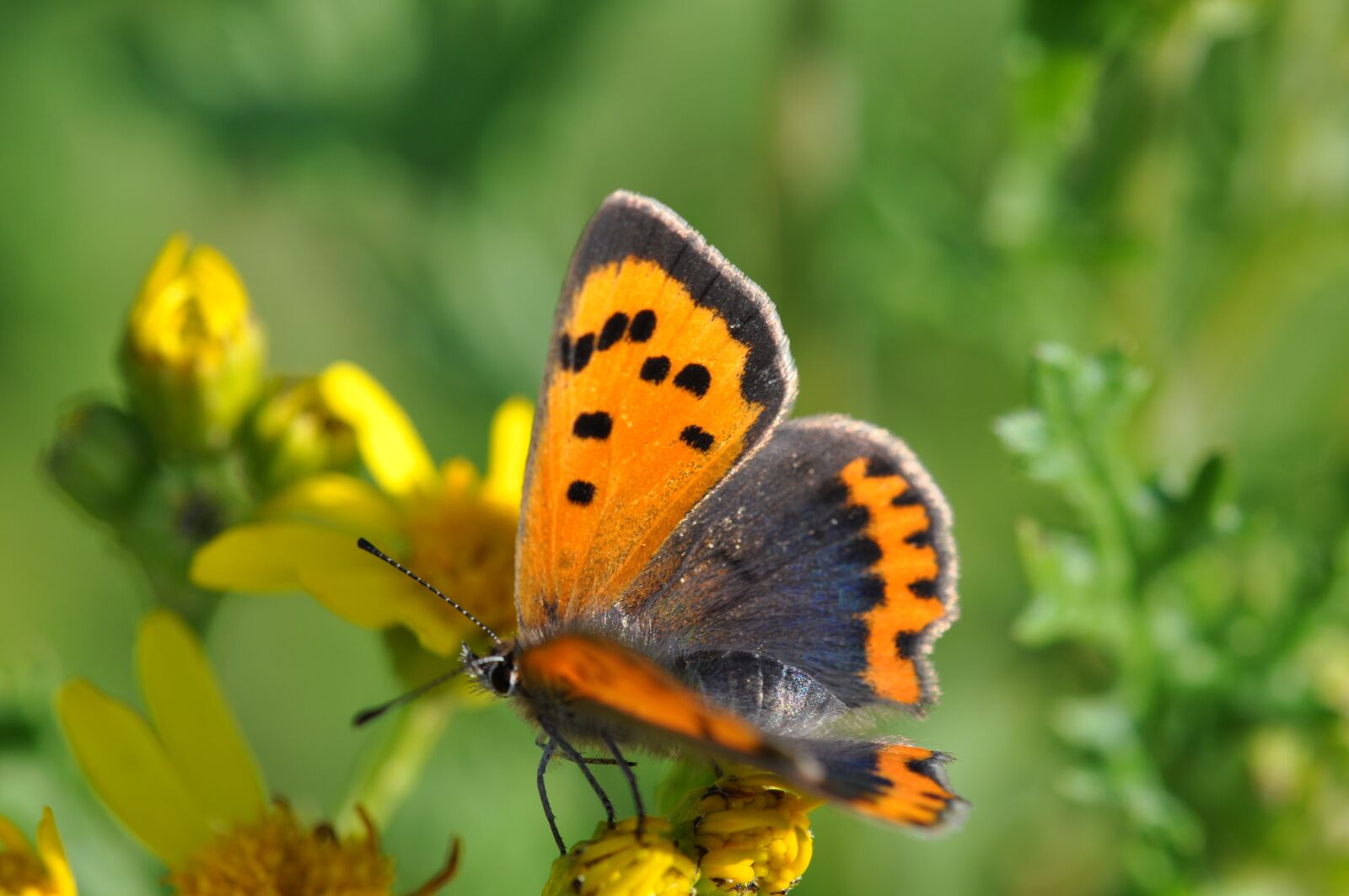 Nikon D5000 sample photo. Copper, butterfly, flowers photography