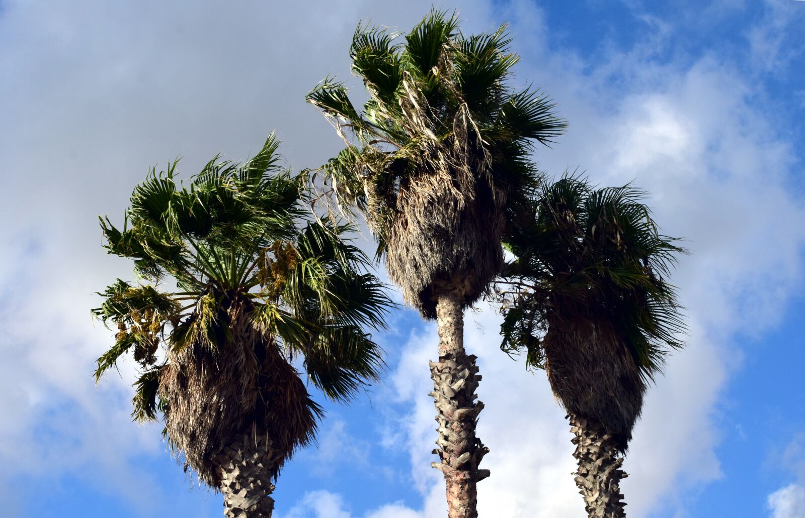 Nikon D3300 sample photo. Palm trees, sky, vacations photography