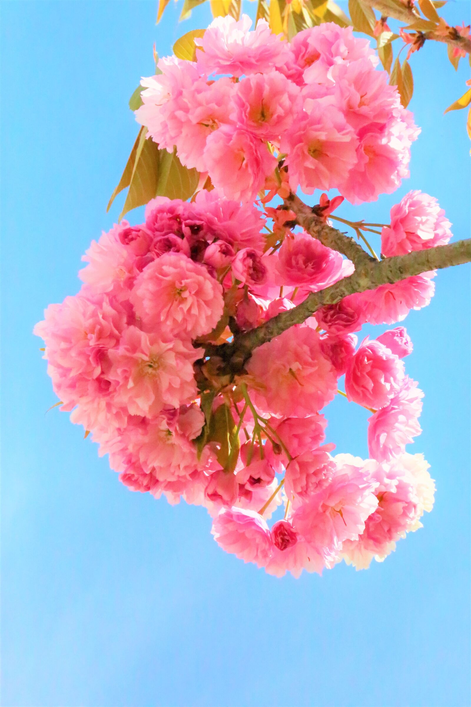 Canon EF 24-105mm F4L IS USM sample photo. Nature, flowers, spring photography