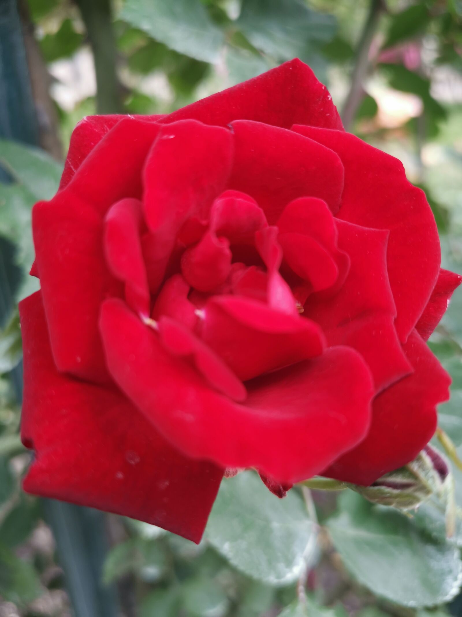 HUAWEI LYA-L29 sample photo. Rose, red, flower photography