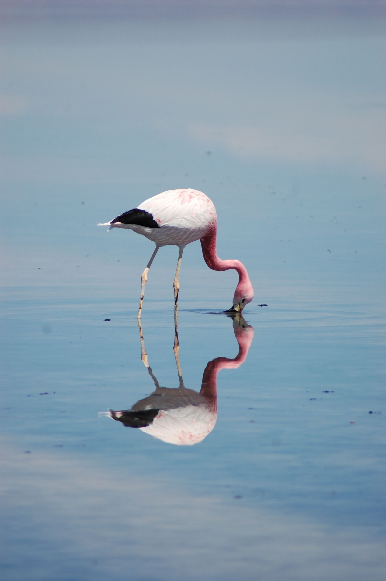 Nikon D40 sample photo. Flamingo, bird, water photography
