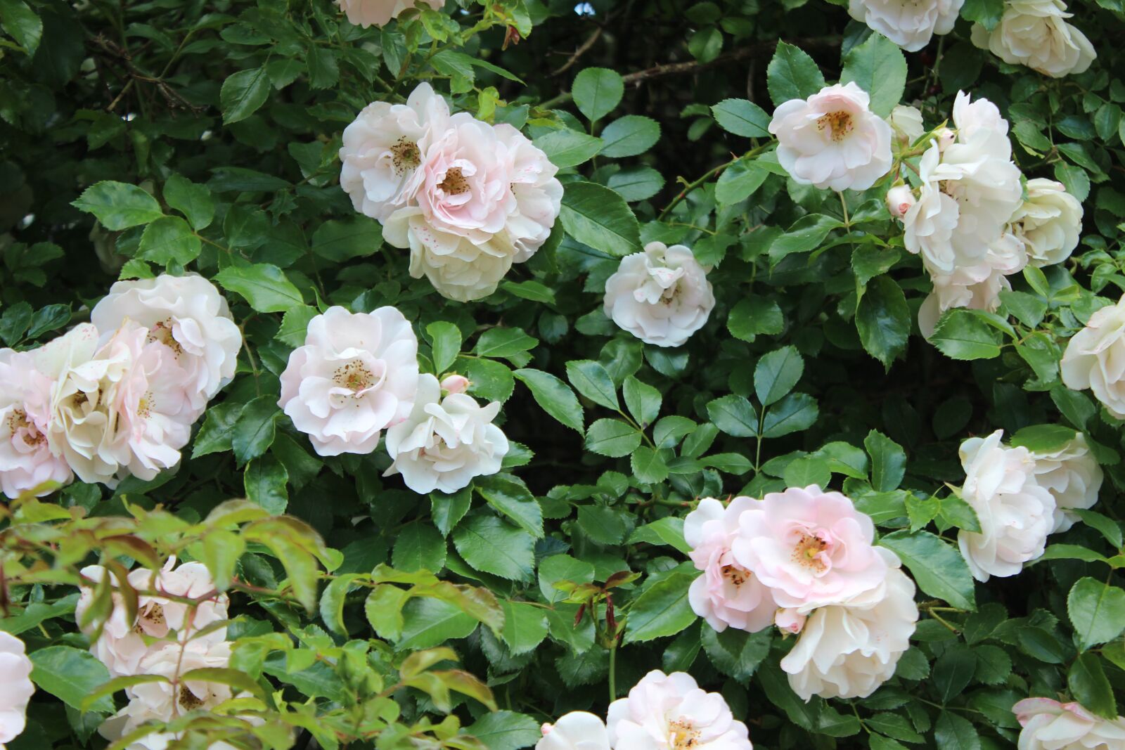 Canon EOS 600D (Rebel EOS T3i / EOS Kiss X5) sample photo. Wild rose, white, blossom photography