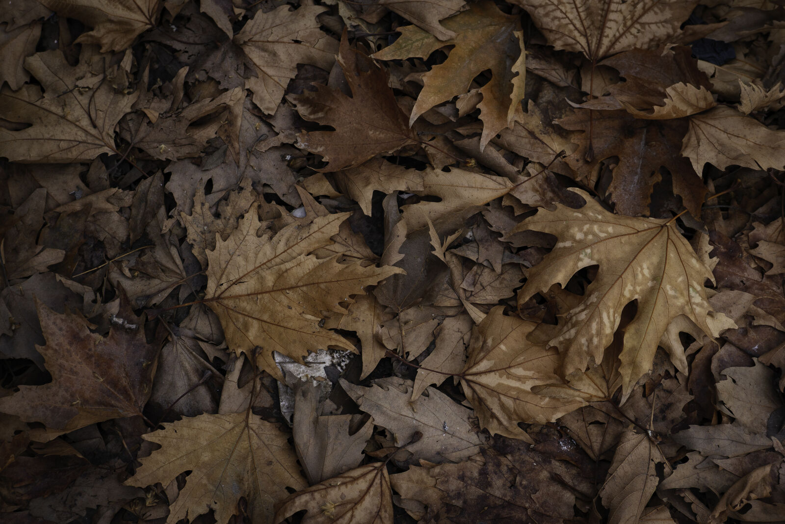 Panasonic DC-LX100M2 sample photo. Autumn's tapestry photography