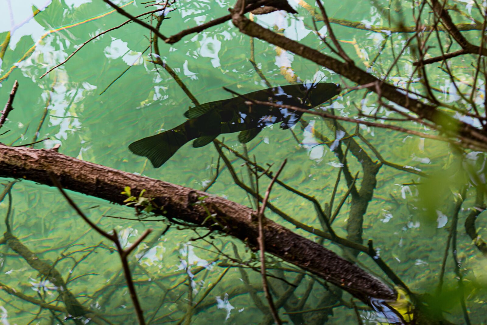 Canon EOS 700D (EOS Rebel T5i / EOS Kiss X7i) sample photo. Fish in water, fish photography