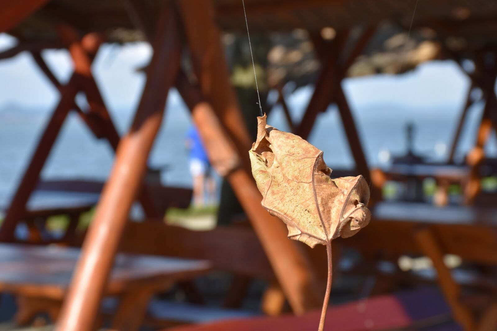 Nikon D7200 sample photo. Leaf, autumn, fall foliage photography