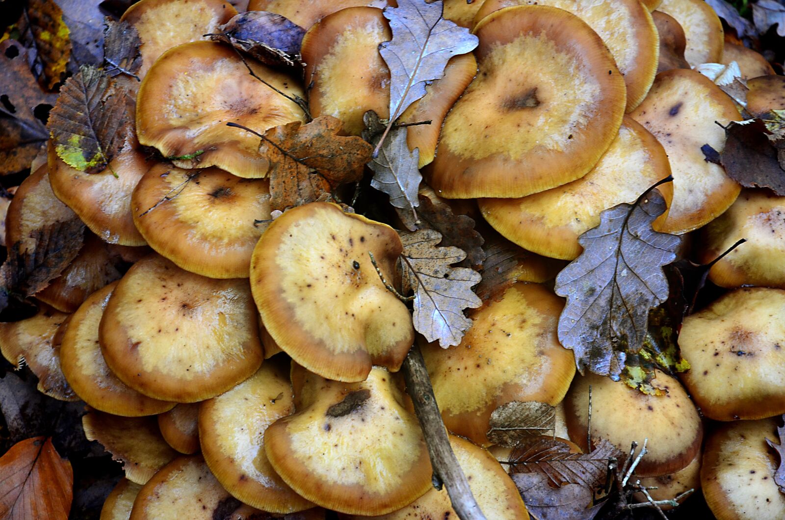 Nikon D5100 sample photo. Mushrooms, still life, autumn photography