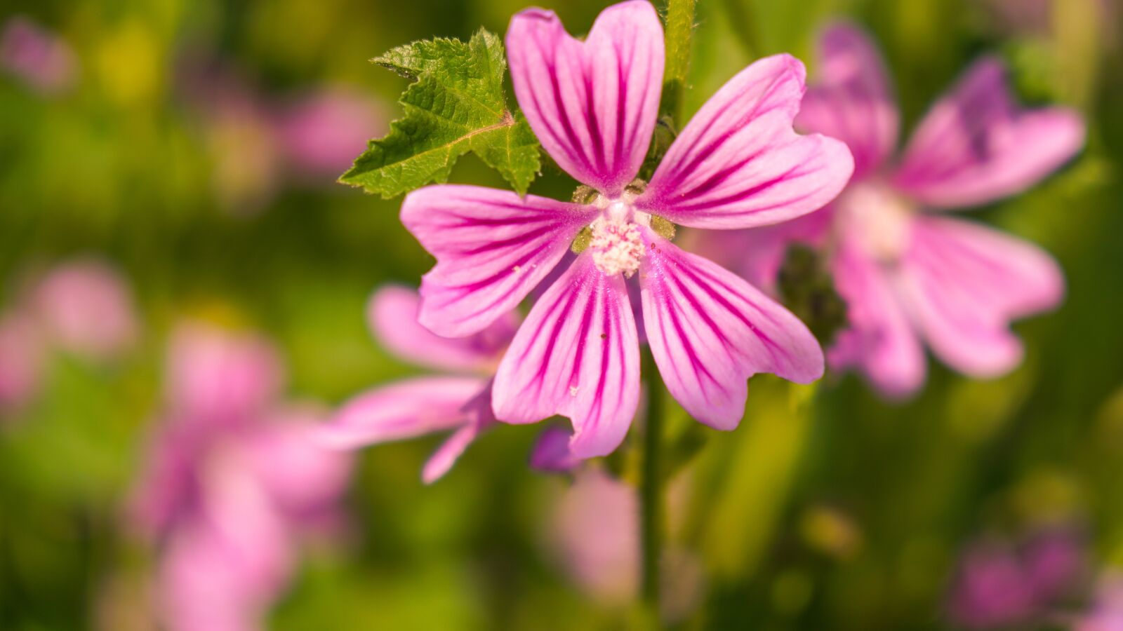 Sony a6500 + Sony Vario-Tessar T* E 16-70mm F4 ZA OSS sample photo. Flower, wild, nature photography