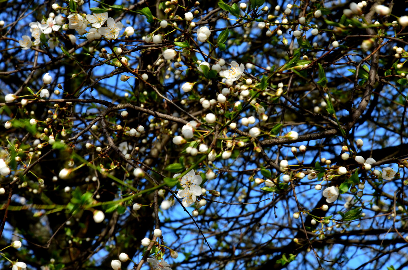 Nikon D5100 sample photo