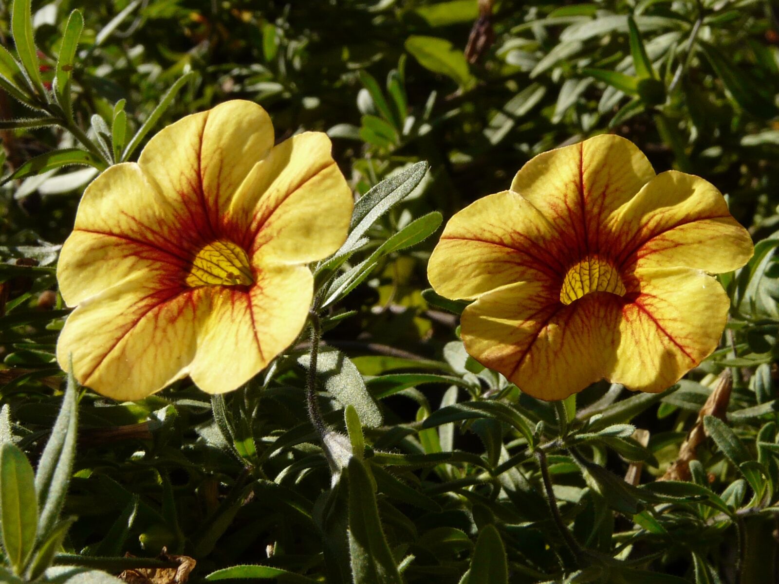 Panasonic DMC-FZ18 sample photo. Petunia, gardening, flower photography