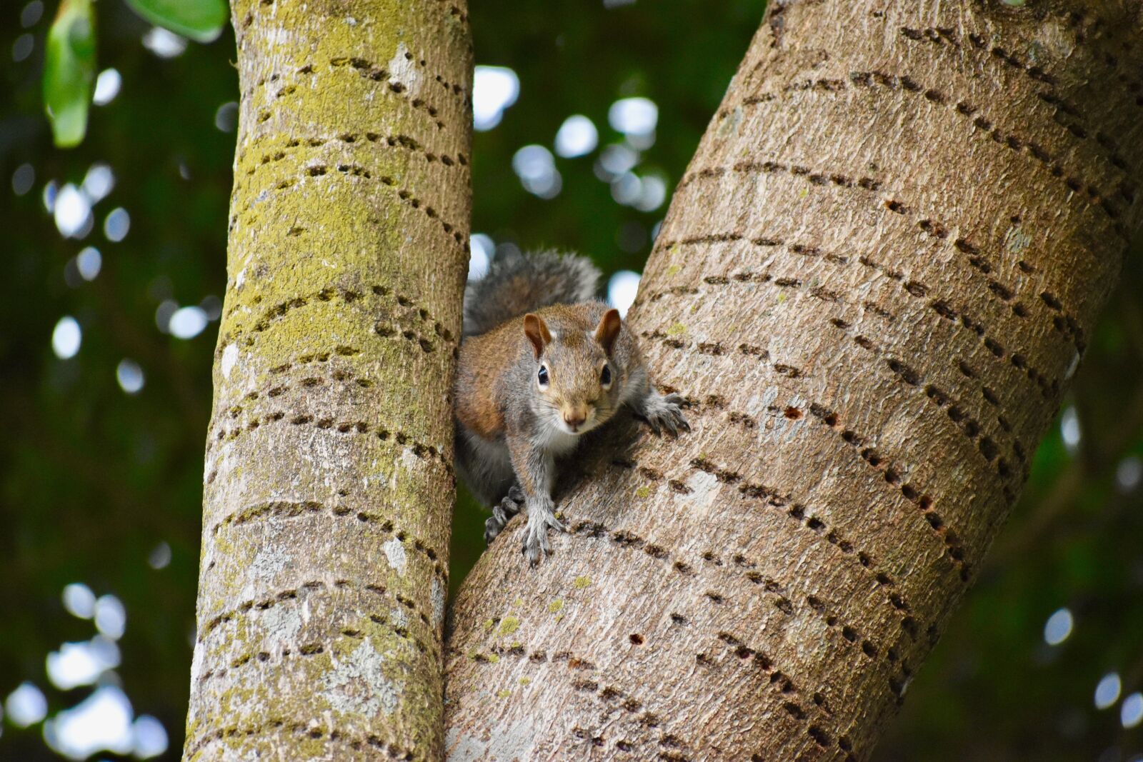 Nikon D3400 sample photo. Animals, squirrel, nature photography