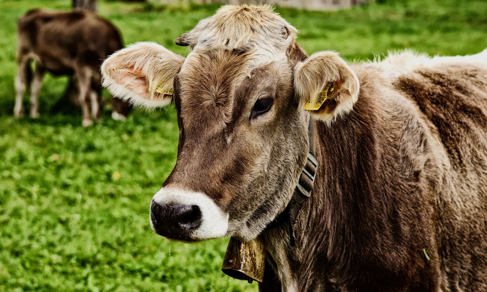 Nikon D3200 sample photo. Cow, allgäu, beef photography