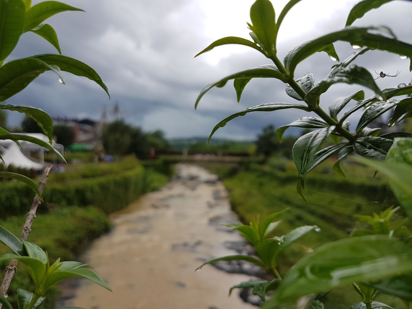 Samsung Galaxy S7 Edge sample photo. Light, rainy, river, spider photography