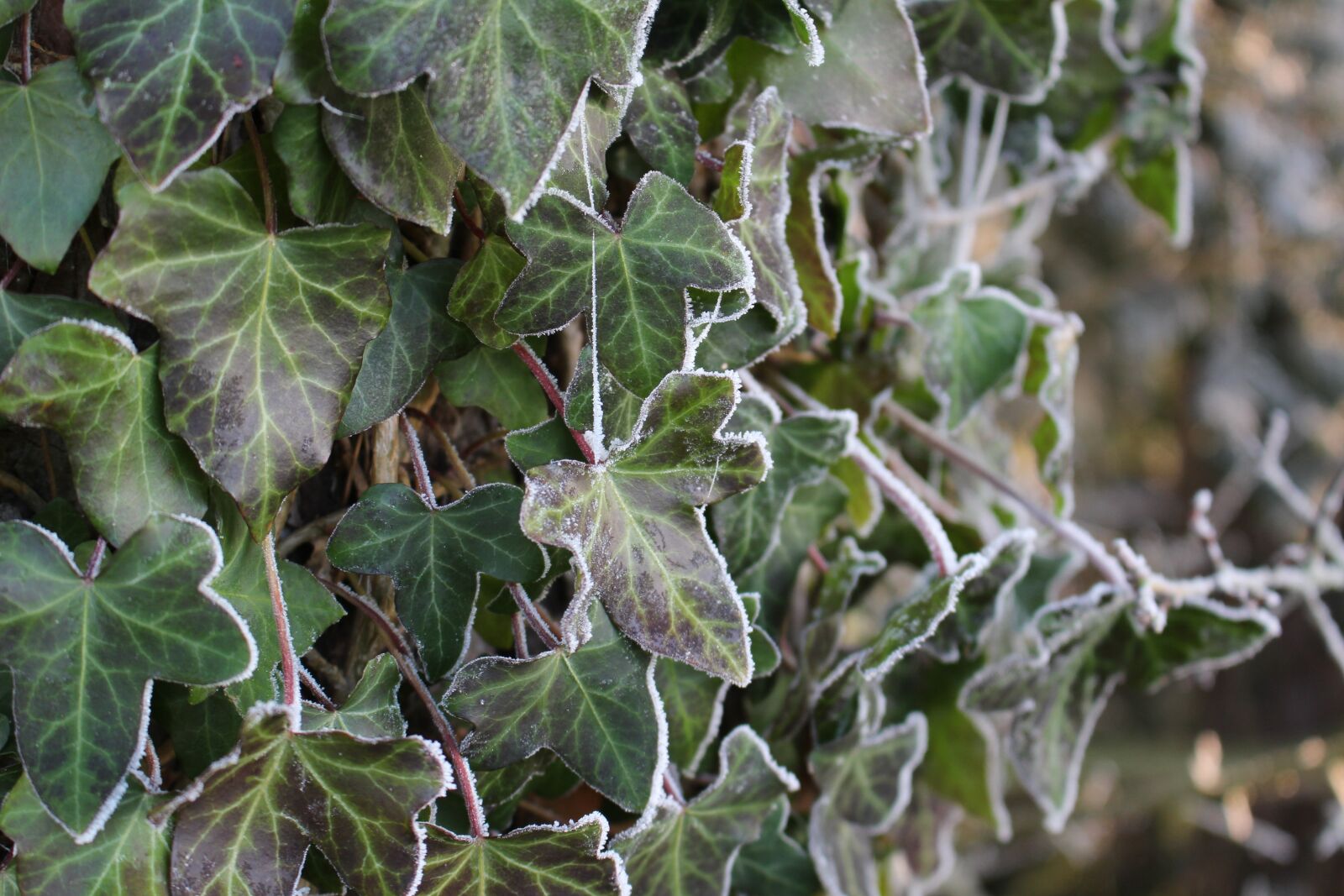 Canon EOS 100D (EOS Rebel SL1 / EOS Kiss X7) sample photo. Frost, ivy, forest photography