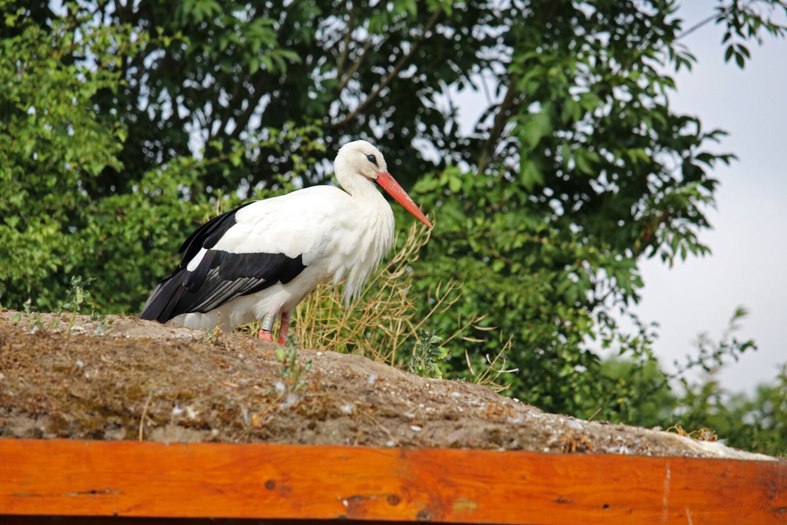 Canon EF-S 55-250mm F4-5.6 IS STM sample photo. Stork, rattle stork, bird photography
