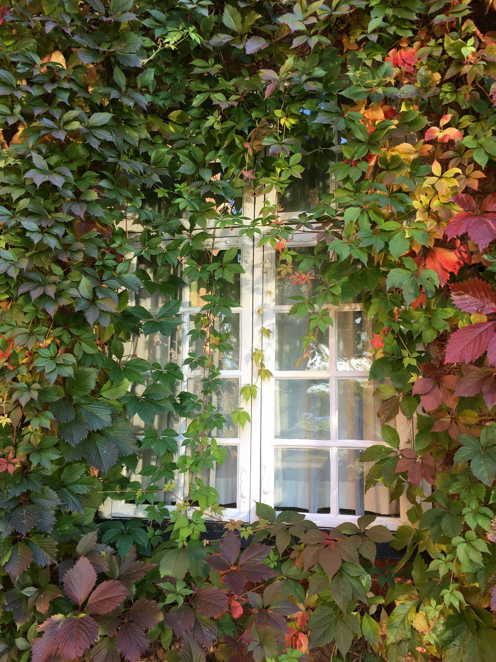 Apple iPhone 6s Plus sample photo. Window, climbing plant, virginia photography