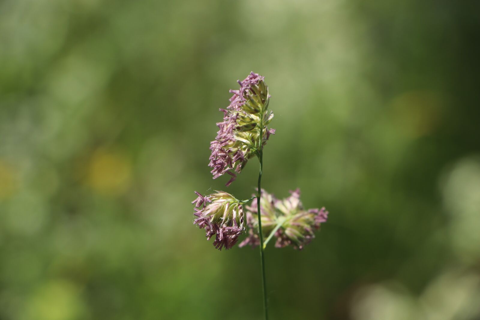 Canon EOS 800D (EOS Rebel T7i / EOS Kiss X9i) sample photo. Plants, meadows, nature photography