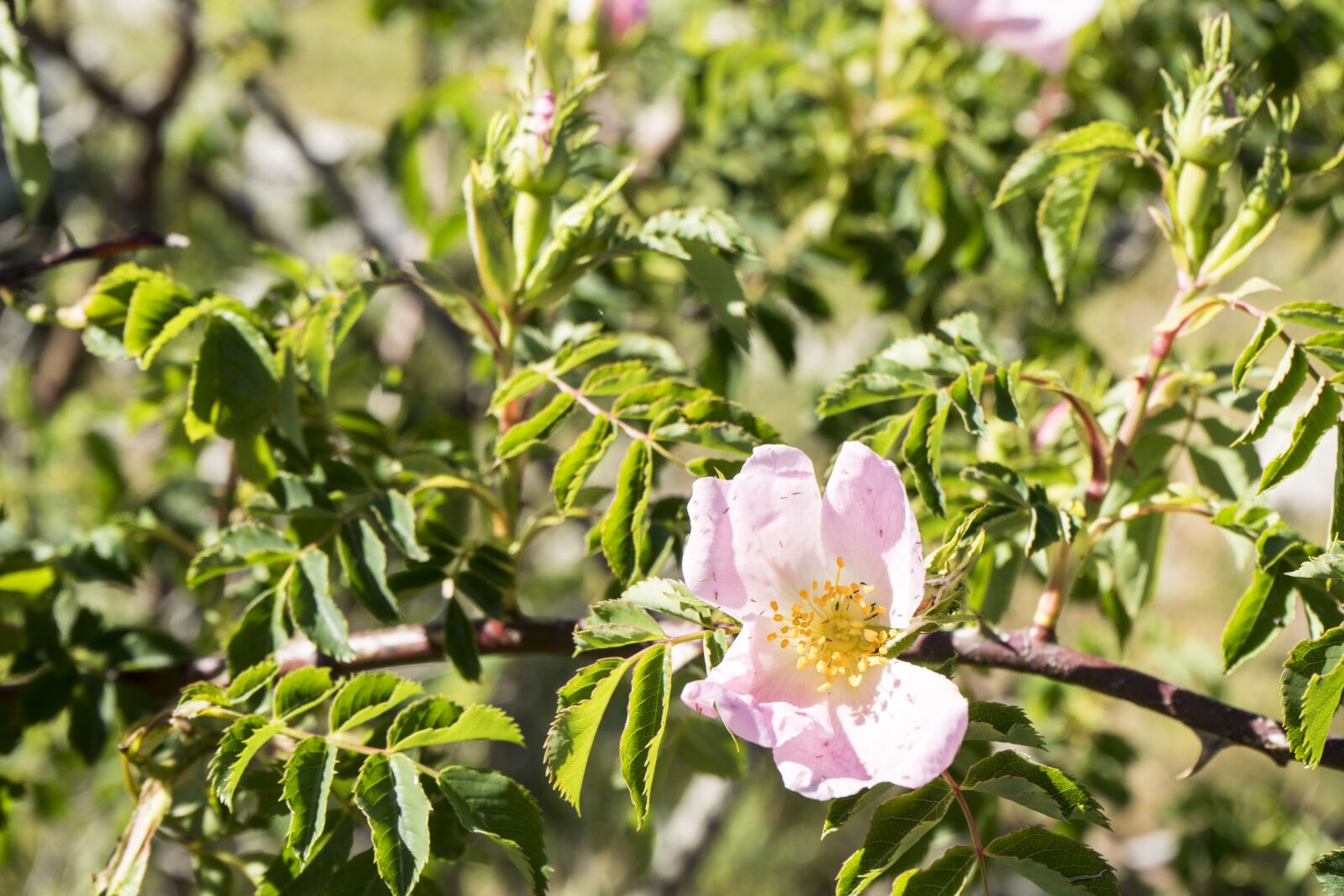 Sony a7 II + Sony FE 28-70mm F3.5-5.6 OSS sample photo. Rosa, flower, spring photography