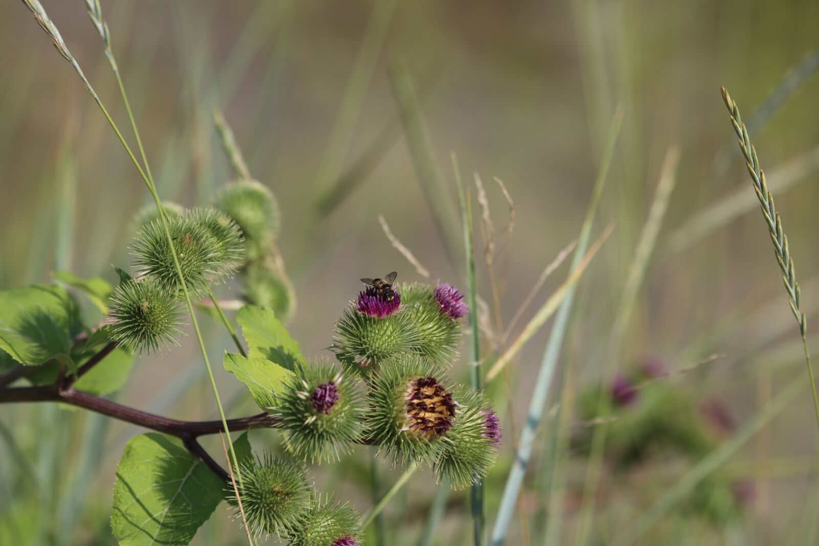 Canon EF 100-400mm F4.5-5.6L IS USM sample photo. Thistle, plant, nature photography