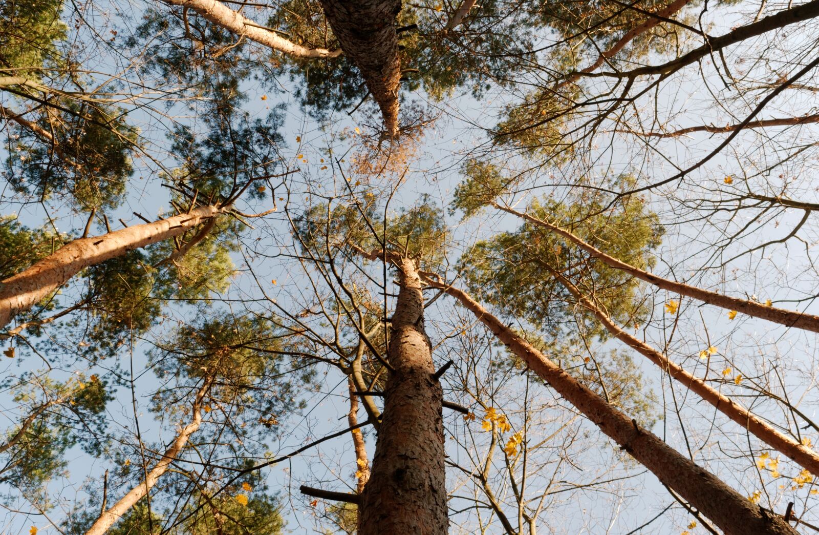 Nikon D3100 sample photo. Trees, trunks, coronamente photography