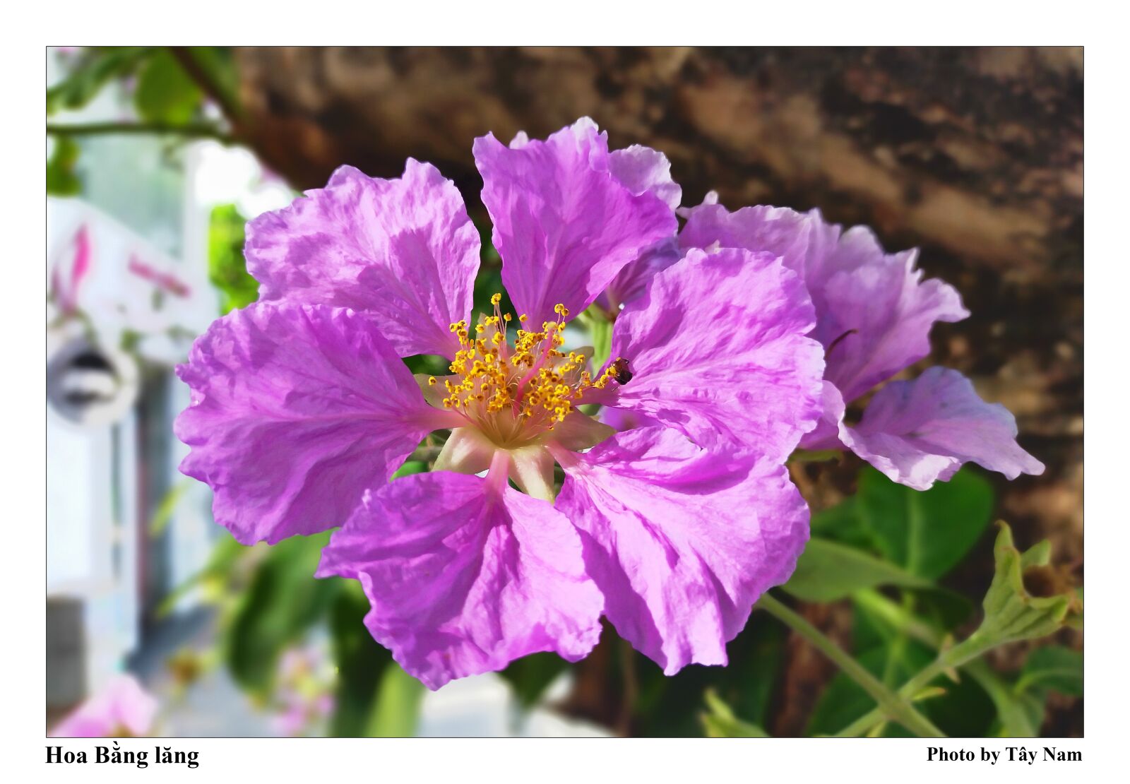 OPPO A9 2020 sample photo. Flower, purple flowers, hoa photography