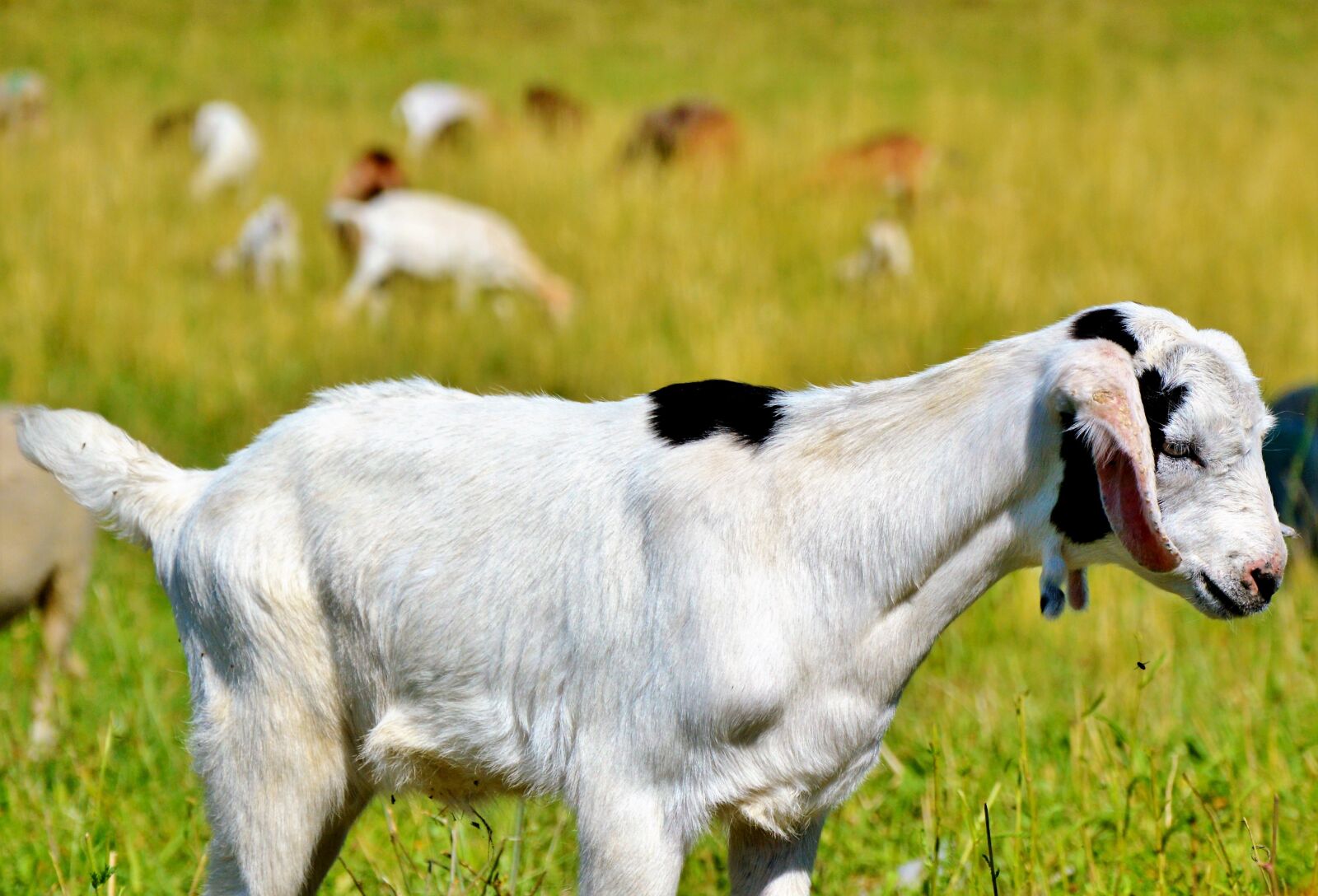 Nikon D3200 sample photo. Goat, prima donna, geiss photography