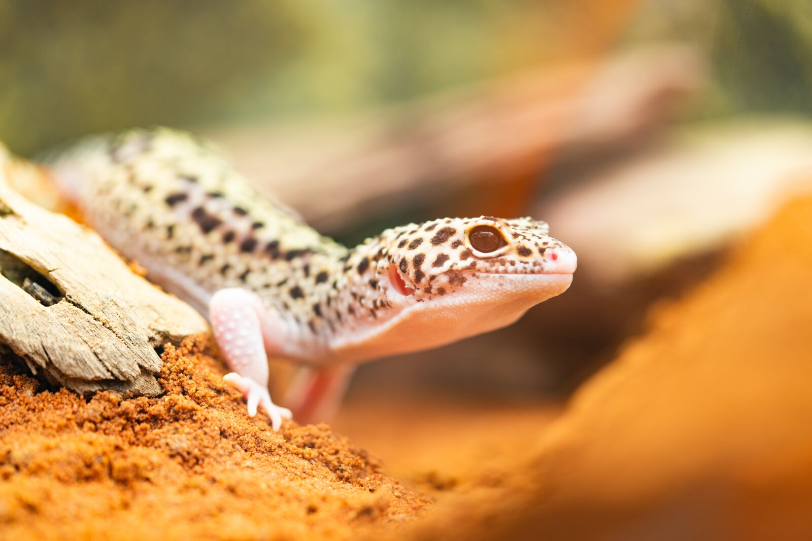Sony a7R II + Sony FE 90mm F2.8 Macro G OSS sample photo. Gecko, leopard gecko, lizard photography