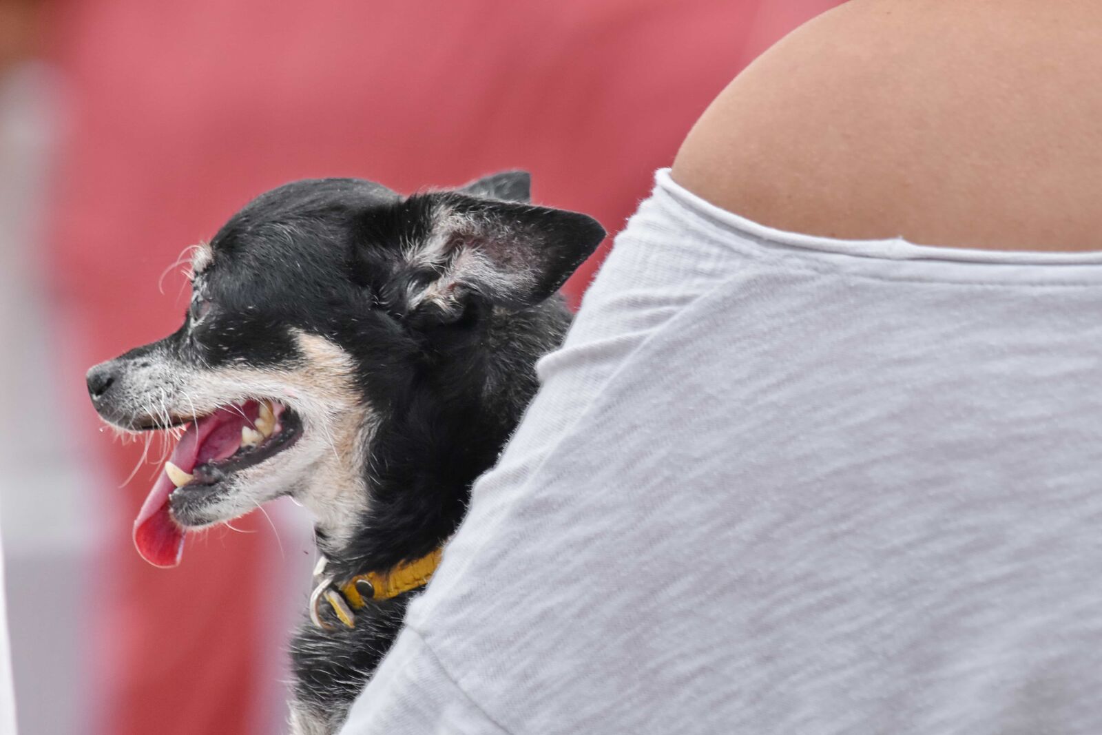 Nikon D5500 sample photo. Adorable, black, dog, shoulder photography
