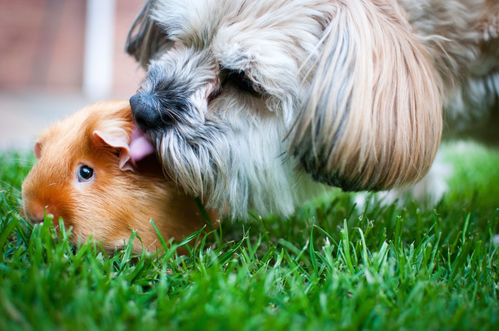 Nikon D90 sample photo. Dog, guinea pig, love photography