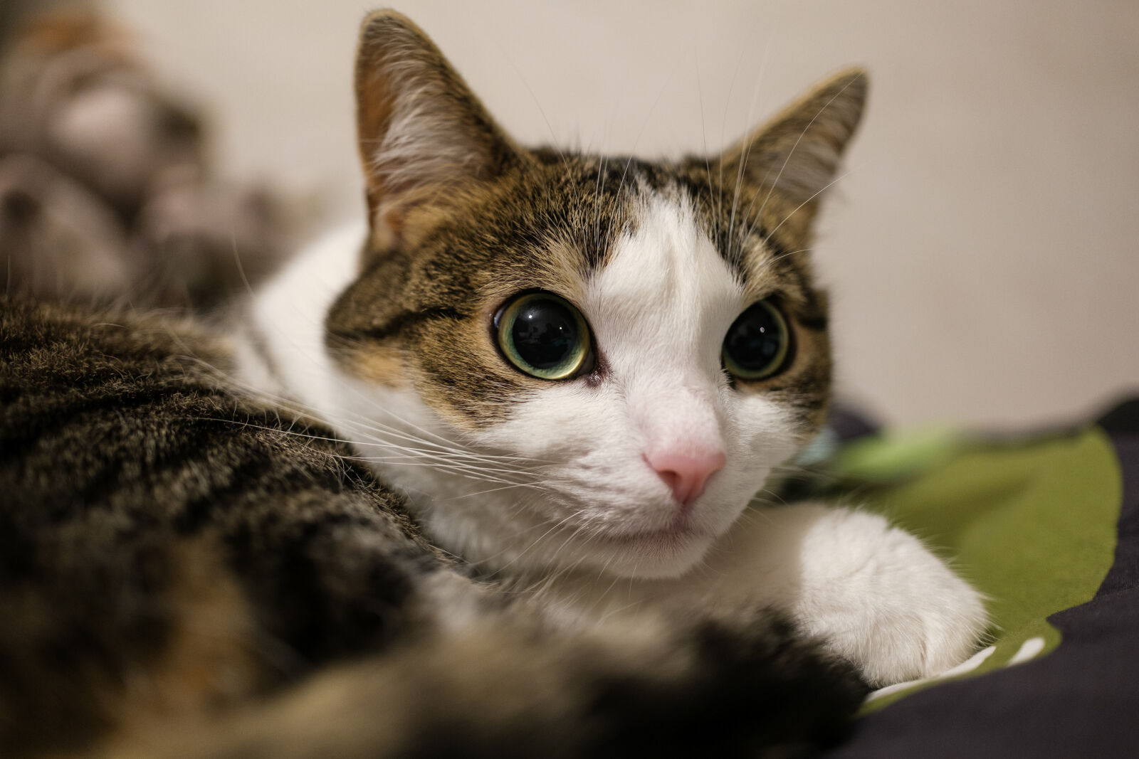 Fujifilm X-H2S + Fujifilm XF 23mm F1.4 R LM WR sample photo. Cat with huge eyes photography
