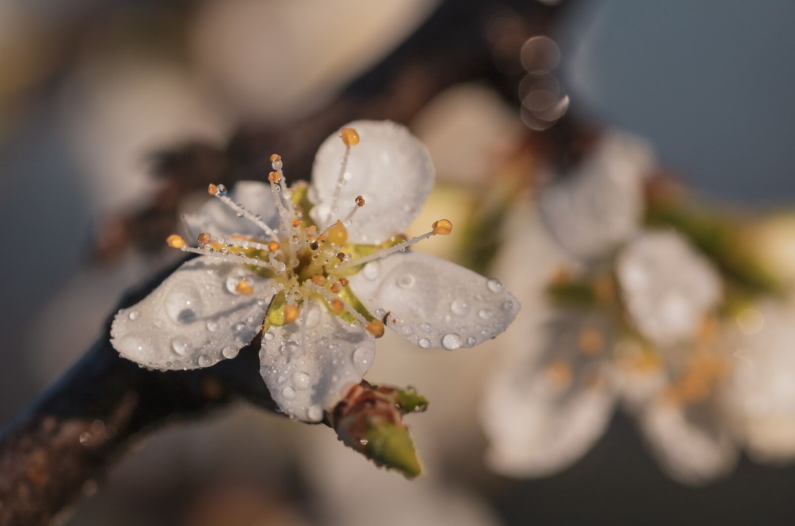 Canon EOS 750D (EOS Rebel T6i / EOS Kiss X8i) sample photo. Plum blossoms, plum tree photography